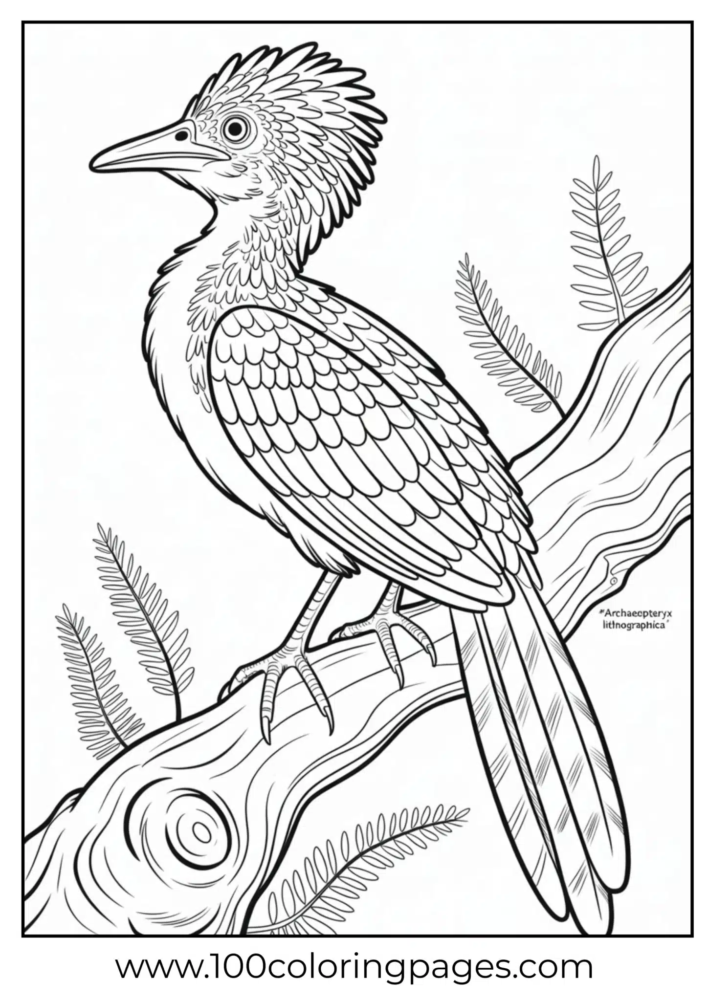 Feathered archaeopteryx perched on branch, outline