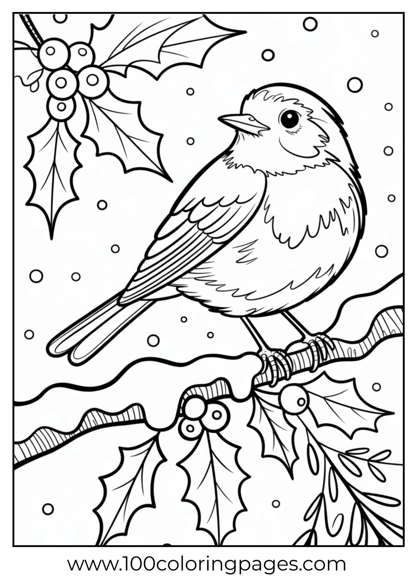 A robin on snowy holly branch at Christmas